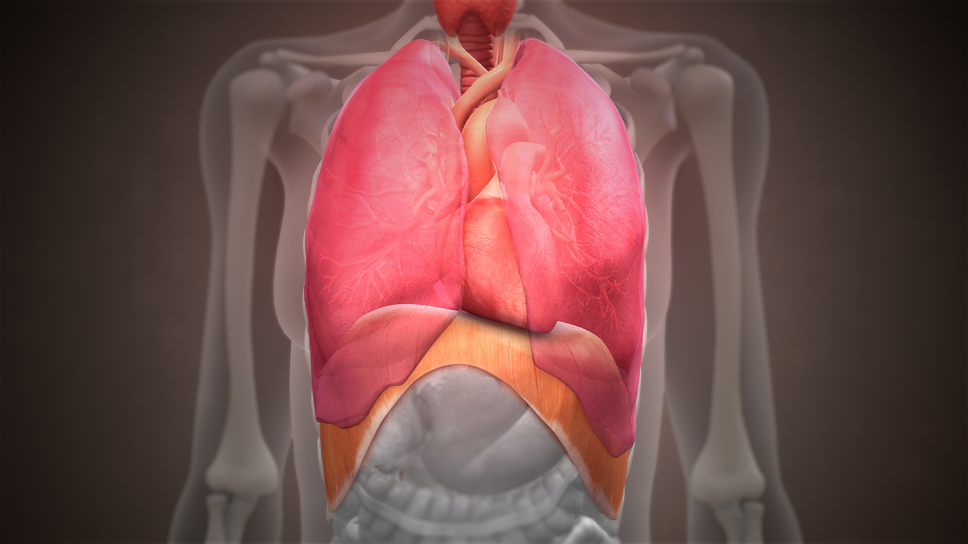 Imagen realista del diafragma y los pulmones