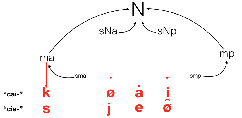 Representación de las sílabas iniciales de "caigo" y "ciego"